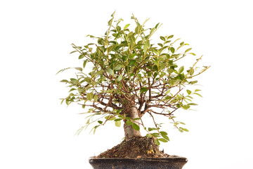 Bonsai Baum