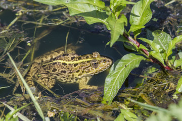 Rana nello stagno