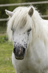 Pony bianco in campagna