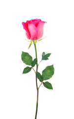 Pink Rose isolated over white