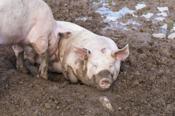 Two pigs sleeping in mud