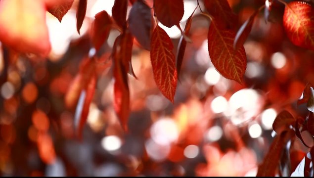 Beautiful brown leaves and bright sun over blurred background
