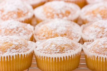 Baked cupcakes with dusting of icing sugar on top.