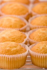 Cup Cakes on a cooling rack