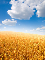 Wheat field against a blue sky