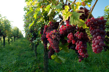Weinreben 12.121