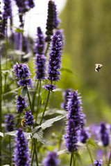 Bees on blue flowers