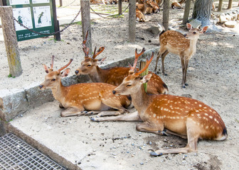 Deer in   Nara, Japan