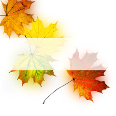 Autumn background