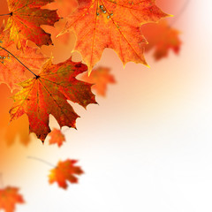 Autumn background