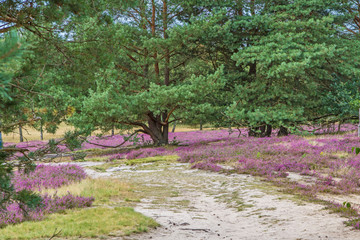 Lüneburger Heide 