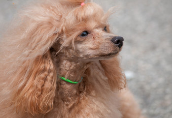 Spaniel