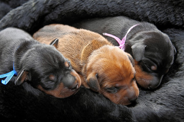 Miniature Pinscher puppies, 5 day old