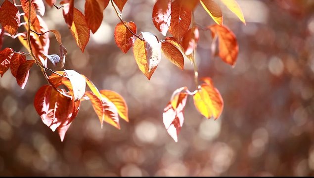 Beautiful brown leaves and bright sun over blurred background