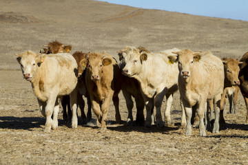 brown cows