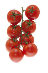 Branch of tomatoes on white background