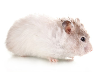 Cute hamster isolated white