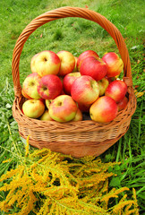 Red and yellow apples in the basket. Autumn at the rural garden.