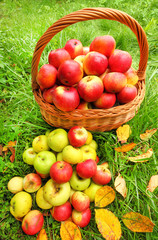 Red and yellow apples in the basket. Autumn at the rural garden.