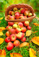 Red and yellow apples in the basket. Autumn at the rural garden.
