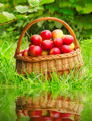 Red and yellow apples in the basket. Autumn at the rural garden.