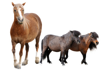Fototapeta na wymiar koni i kuców