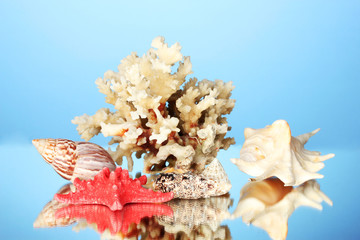 Sea coral with shells on blue background close-up