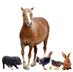 farm animals
