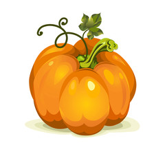 vector pumpkin vegetable fruit