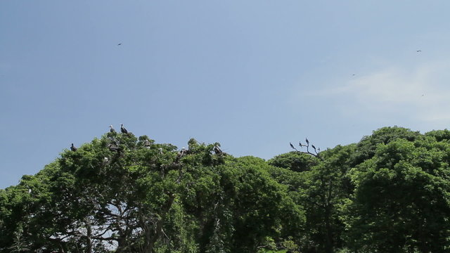 Magnificent Frigate Birds ,Panama, Central America