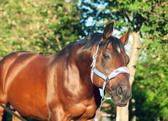 beautiful bay sportive stallion in blue halter