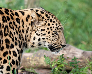 Side View Head Shot of Beautiful Amur Leopard
