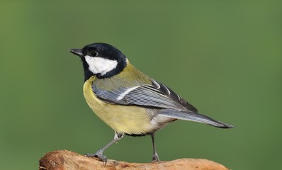 Parus major.