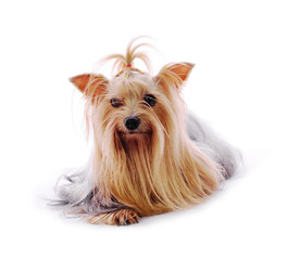 Beautiful Yorkie on white background
