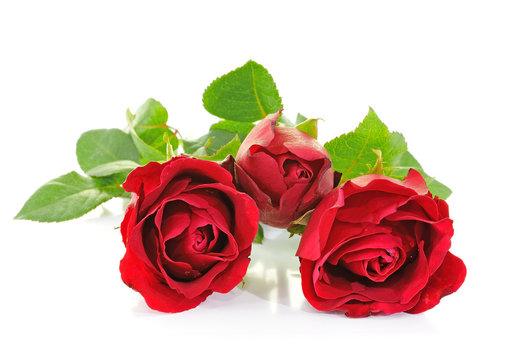 Red roses isolated on white