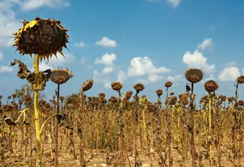 Fotobehang bad harvest of sunflower, drought © Olesia Bilkei