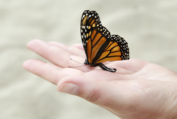 Fototapeta na wymiar Motyl na dłoni
