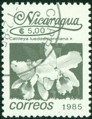 stamps printed in Nicaragua, shows tropical flower