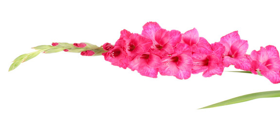 beautiful pink gladiolus, isolated on white