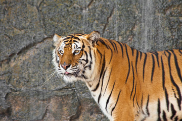 Close up Siberian Tiger in a zoo
