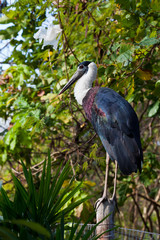 Stork bird standing on a wooden pole