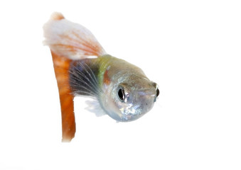 Fototapeta premium guppy