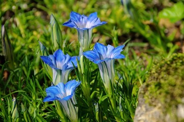Enzian - Gentiana 01