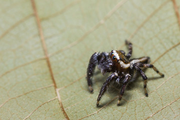 Jumper Spider on leaf