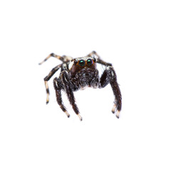 Jumper Spider on white background