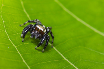 Jumper Spider on green leaf