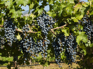 Vineyard