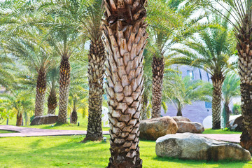 Obraz premium Palm tree garden