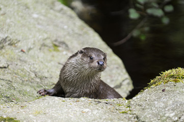 Fischotter