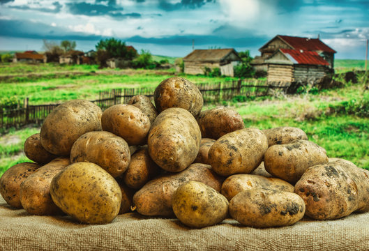 Raw potatoes amid the countryside